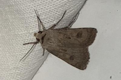 <i>Agrotis exclamationis</i>