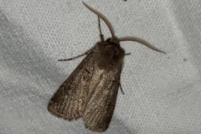 <i>Agrotis segetum</i>