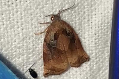 <i>Archips podana</i>