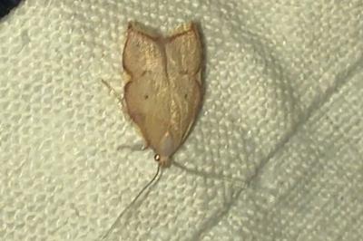 <i>Carcina quercana</i>