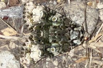 <i>Craniophora ligustri</i>