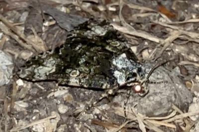 <i>Craniophora ligustri</i>