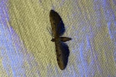 <i>Eupithecia</i>