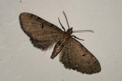 <i>Eupithecia</i>