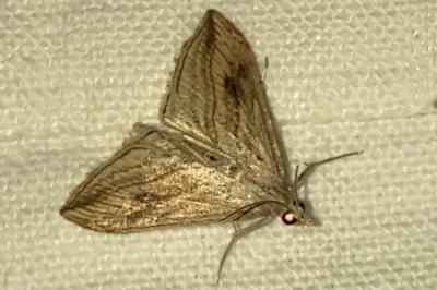 <i>Evergestis forficalis</i>