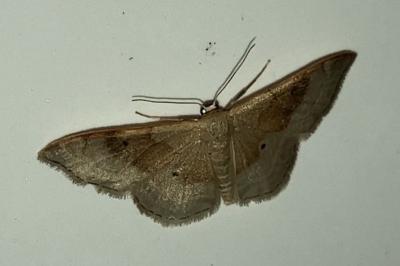 <i>Idaea degeneraria</i>