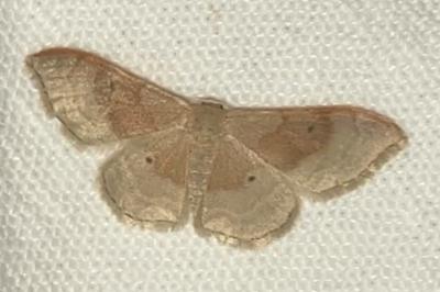 <i>Idaea degeneraria</i>