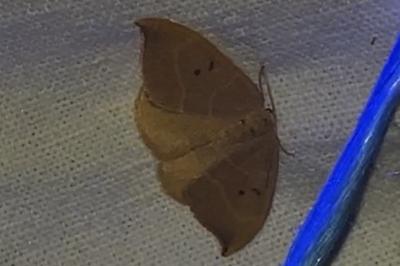 <i>Watsonalla binaria</i>