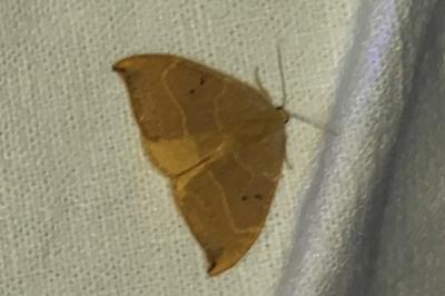 <i>Watsonalla binaria</i>