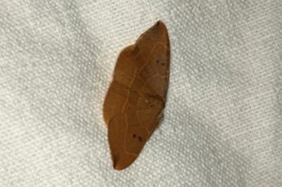 <i>Watsonalla binaria</i>