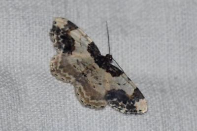 <i>Ligdia adustata</i>