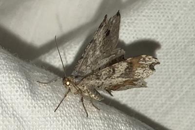 <i>Macaria alternata</i>