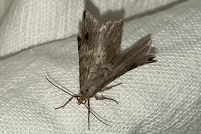 <i>Macaria alternata</i>