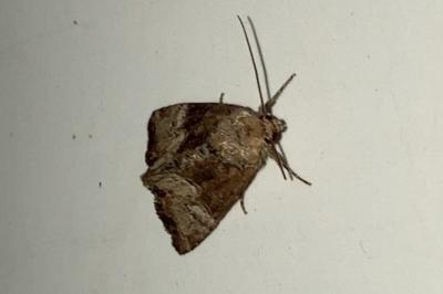 <i>Mesoligia furuncula</i>
