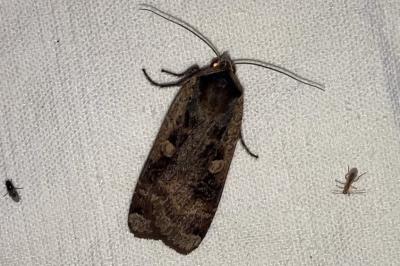 <i>Noctua pronuba</i>