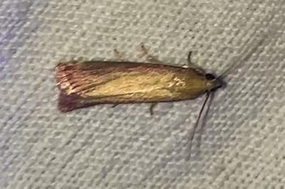 <i>Oncocera semirubella</i>