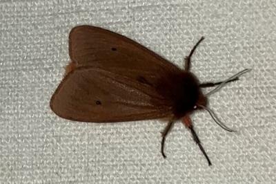 <i>Phragmatobia fuliginosa</i>