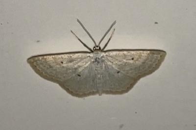 <i>Scopula immutata</i>