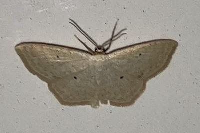 <i>Scopula immutata</i>