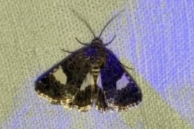 <i>Tyta luctuosa</i>