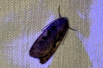 <i>Xestia c-nigrum</i>