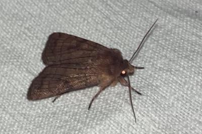 <i>Xestia sexstrigata</i>