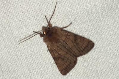<i>Xestia sexstrigata</i>