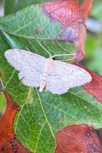 <i>Idaea seriata</i>