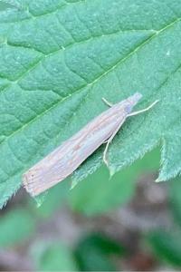 <i>Agriphila inquinatella</i>