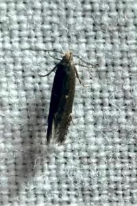 <i>Aroga velocella</i>