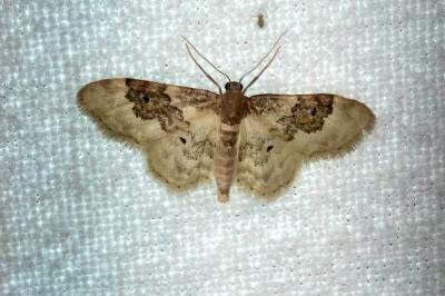 <i>Idaea rusticata</i>