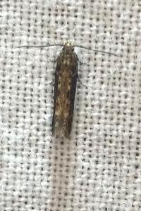 <i>Scrobipalpa ocellatella</i>