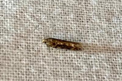 <i>Scrobipalpa ocellatella</i>