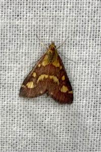 <i>Pyrausta purpuralis</i>