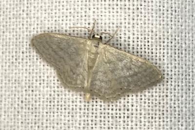 <i>Idaea subsericeata</i>