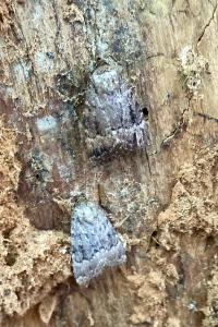 <i>Amphipyra pyramidea</i>