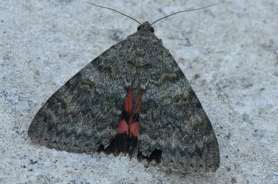 <i>Catocala nupta</i>