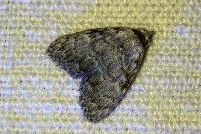 <i>Meganola strigula</i>