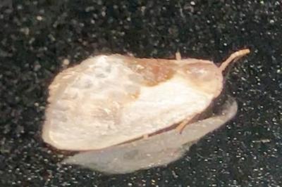 <i>Cilix</i>