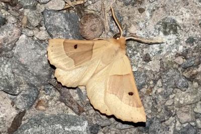 <i>Crocallis elinguaria</i>
