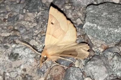 <i>Crocallis elinguaria</i>