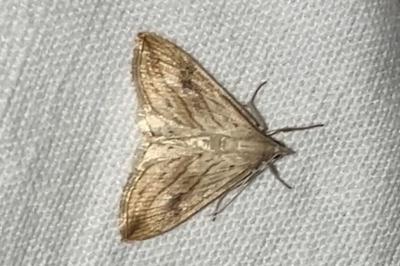 <i>Evergestis forficalis</i>