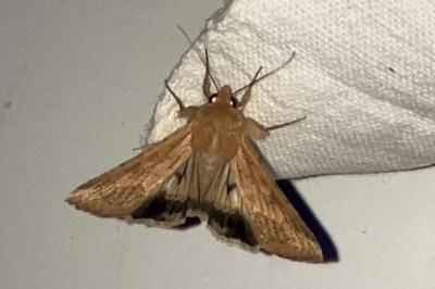 <i>Helicoverpa armigera</i>