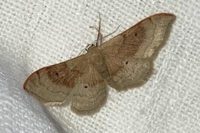 <i>Idaea degeneraria</i>