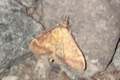 <i>Ostrinia nubilalis</i>
