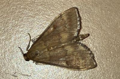 <i>Ostrinia nubilalis</i>