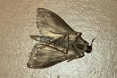 <i>Ostrinia nubilalis</i>