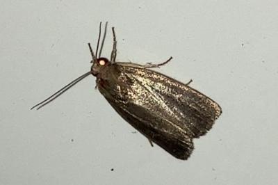<i>Proxenus hospes</i>