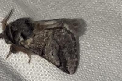 <i>Thaumetopoea processionea</i>