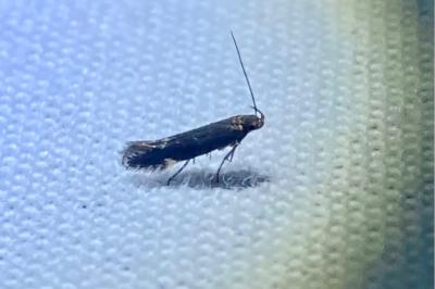 <i>Aroga velocella</i>